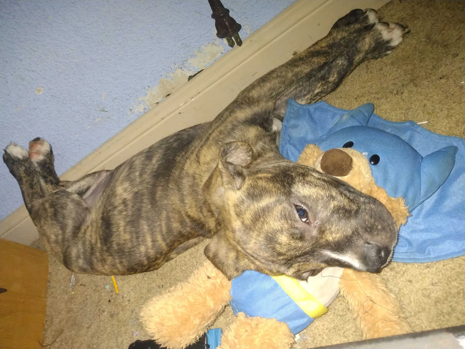 Lost dog in Willis, TX, 77318