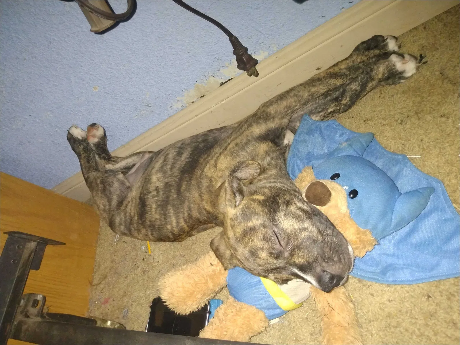 Lost dog in Willis, TX, 77318