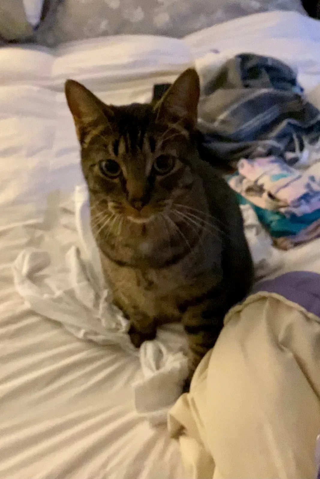 Lost cat in Meridian, ID, 83646
