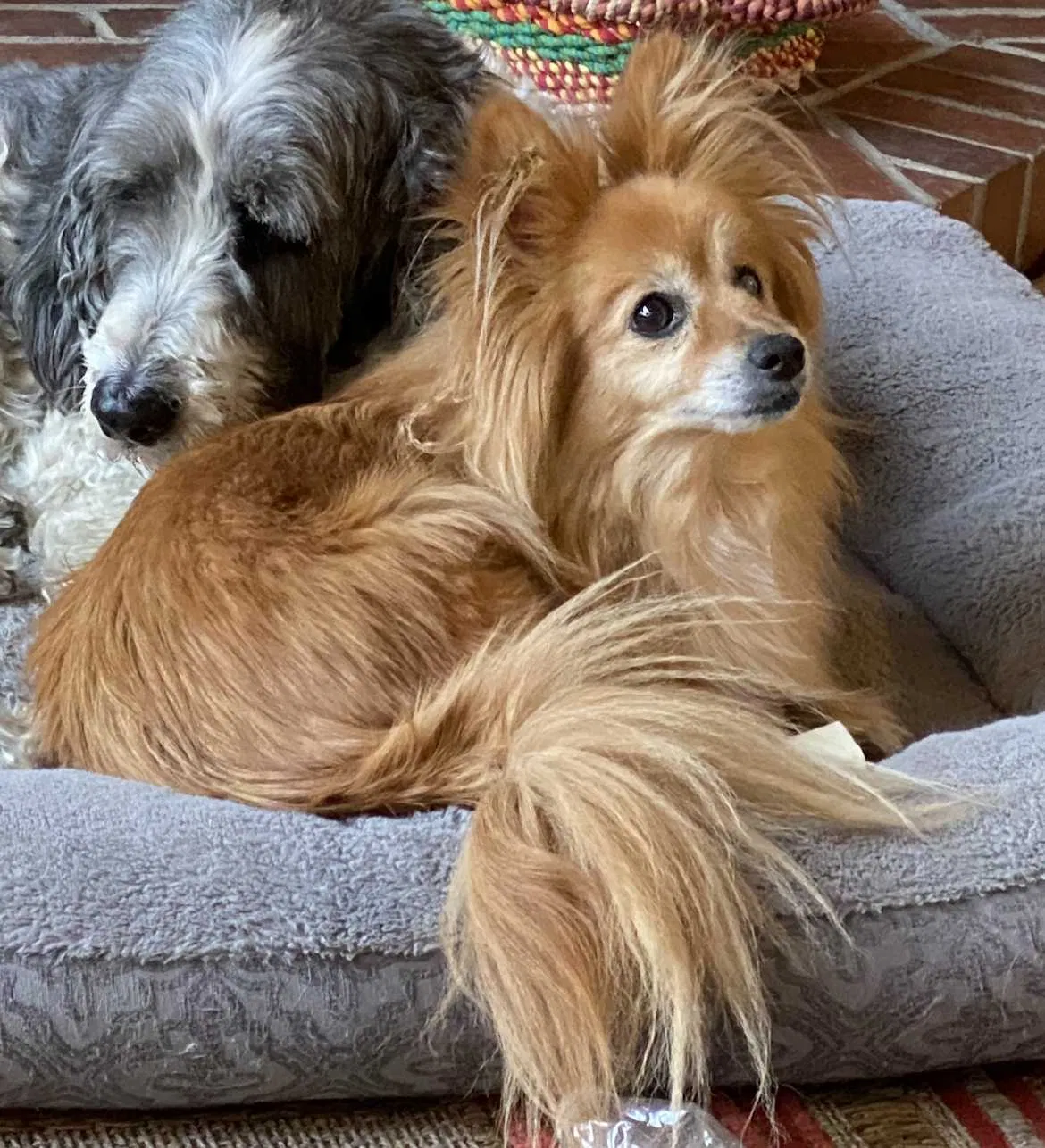 Lost dog in Honolulu, HI, 96819