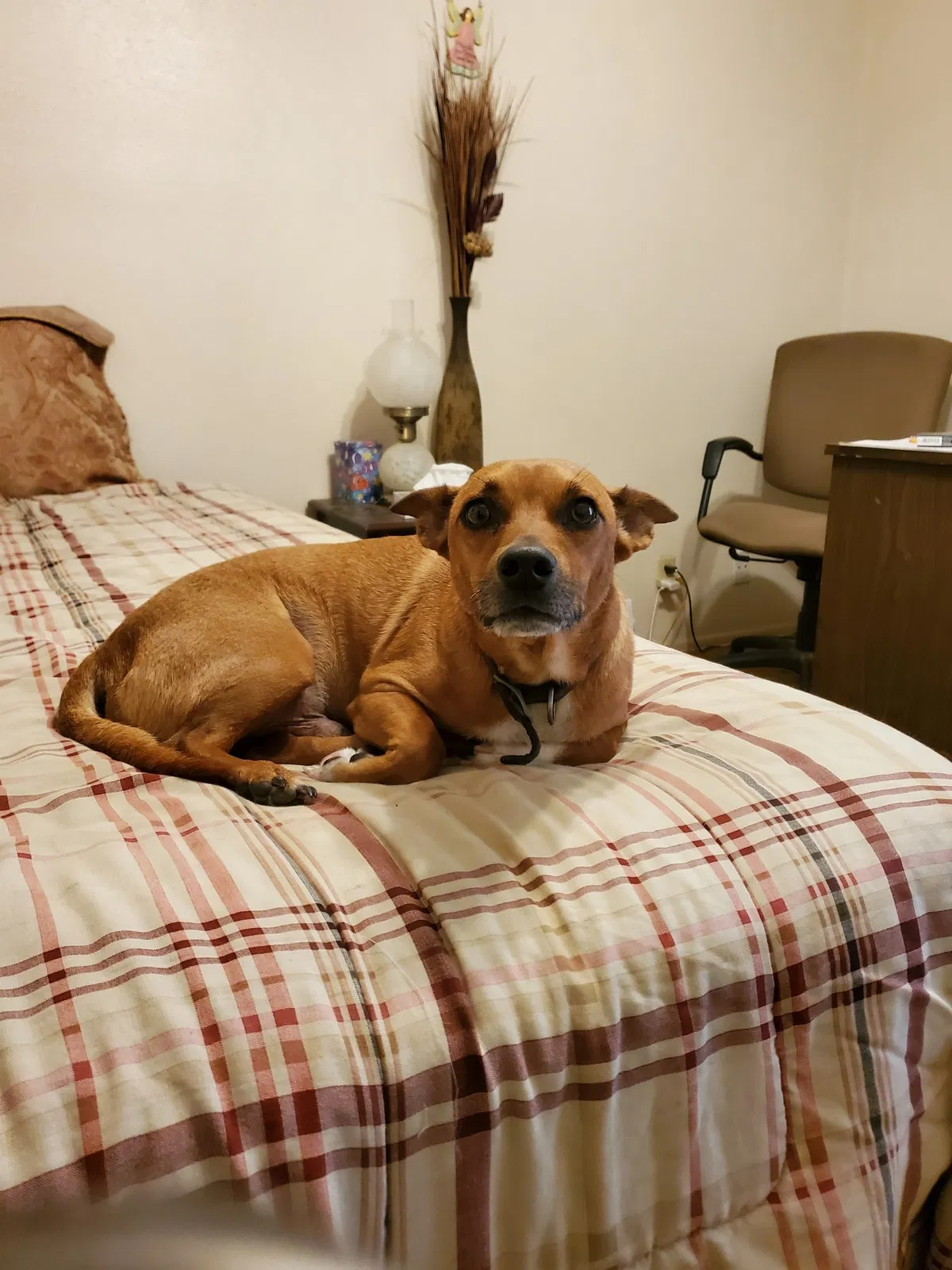 Lost dog in San Antonio, TX, 78219