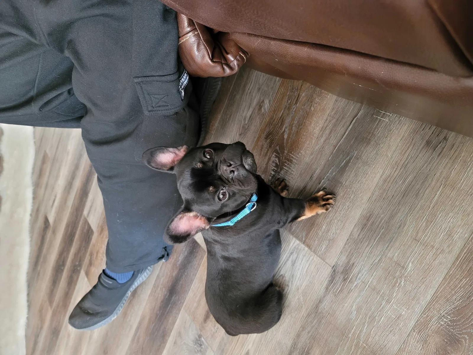 Lost dog in O Fallon, MO, 63368