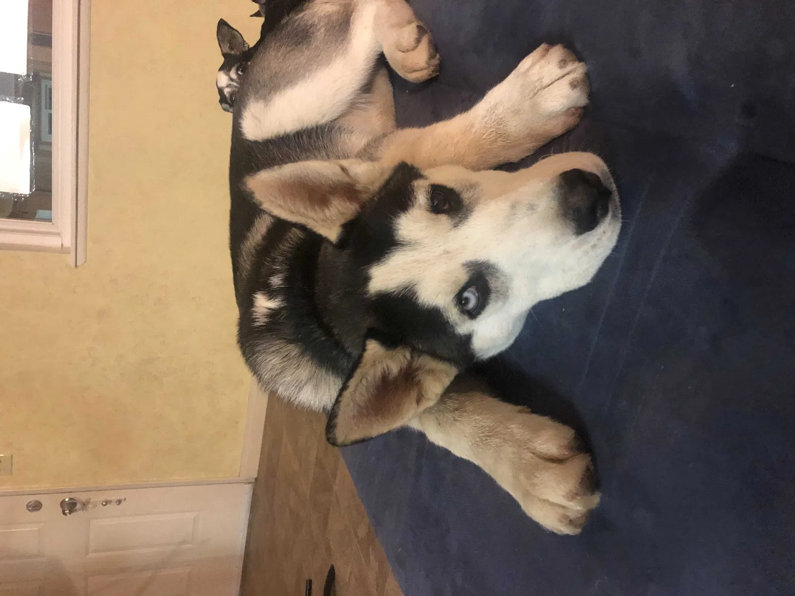 Lost dog in Littlerock, CA, 93543