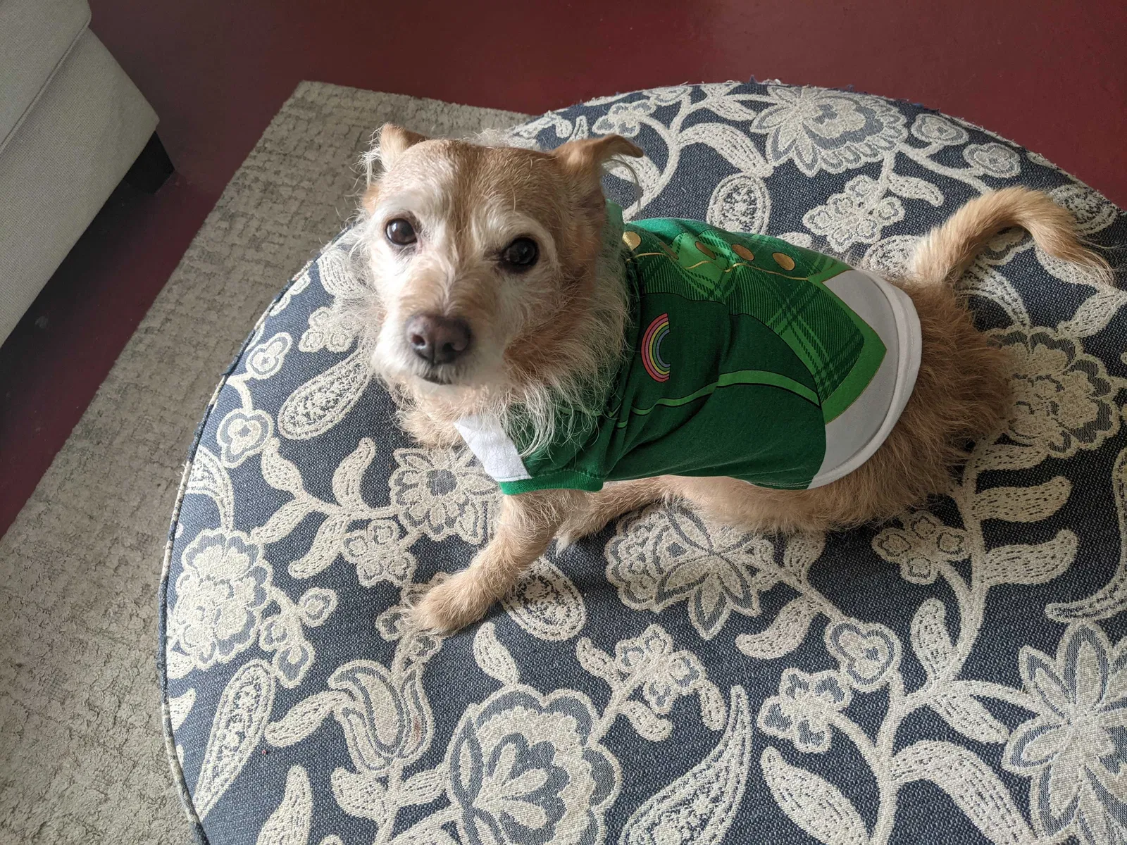 Lost dog in El Paso, TX, 79938