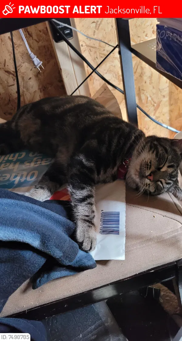 Lost cat in Jacksonville, FL, 32225