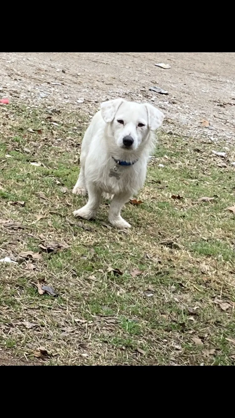 Lost dog in Mineral Wells, TX, 76067