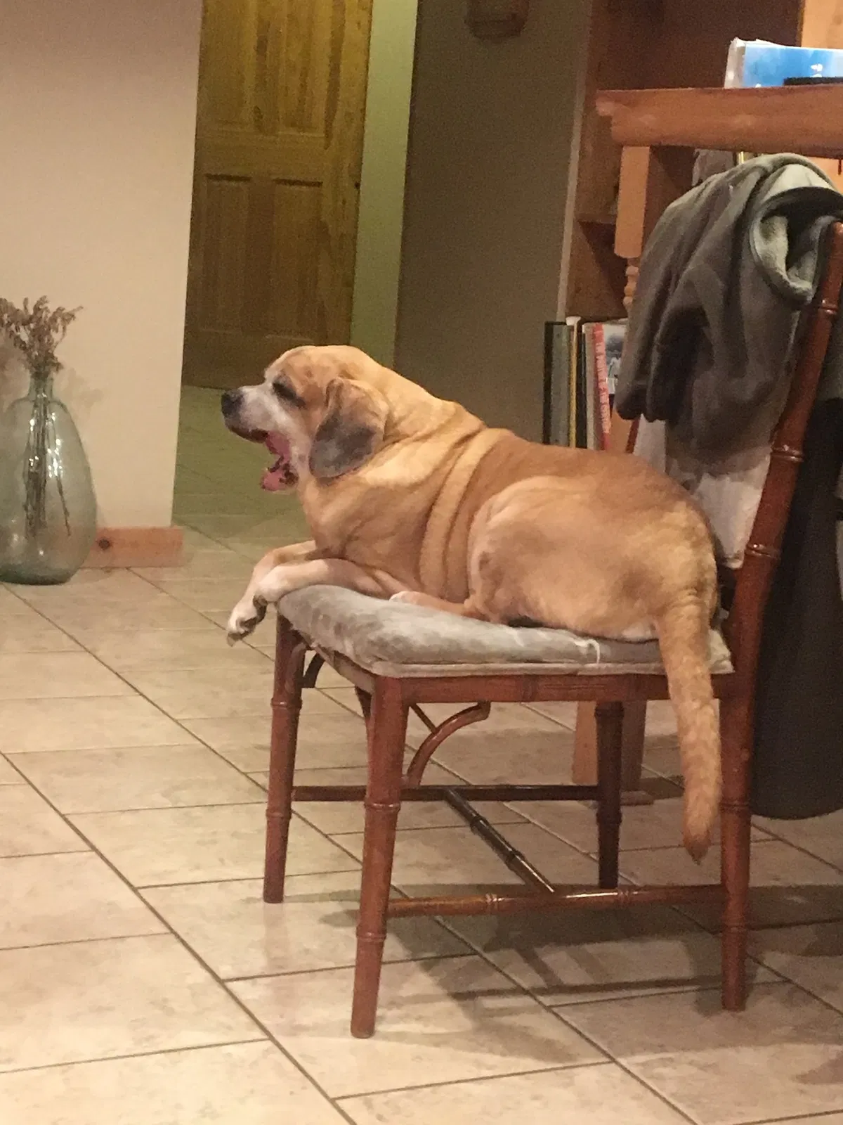 Lost dog in Stillwater, MN, 55082