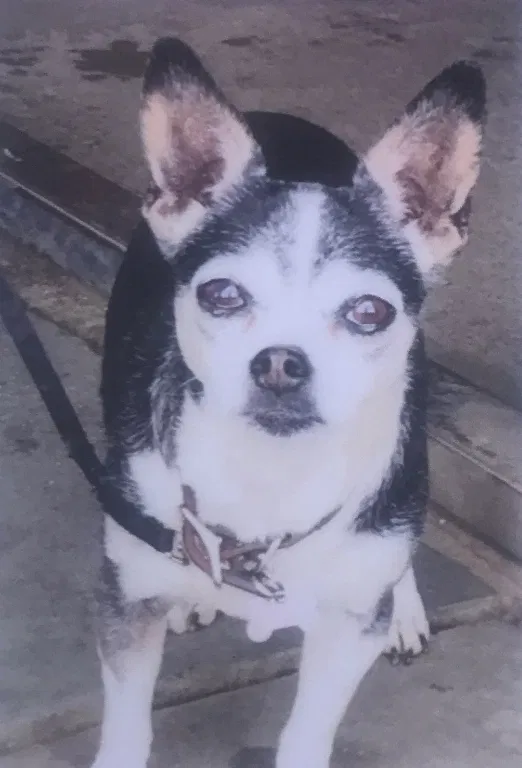 Lost dog in Redwood City, CA, 94062