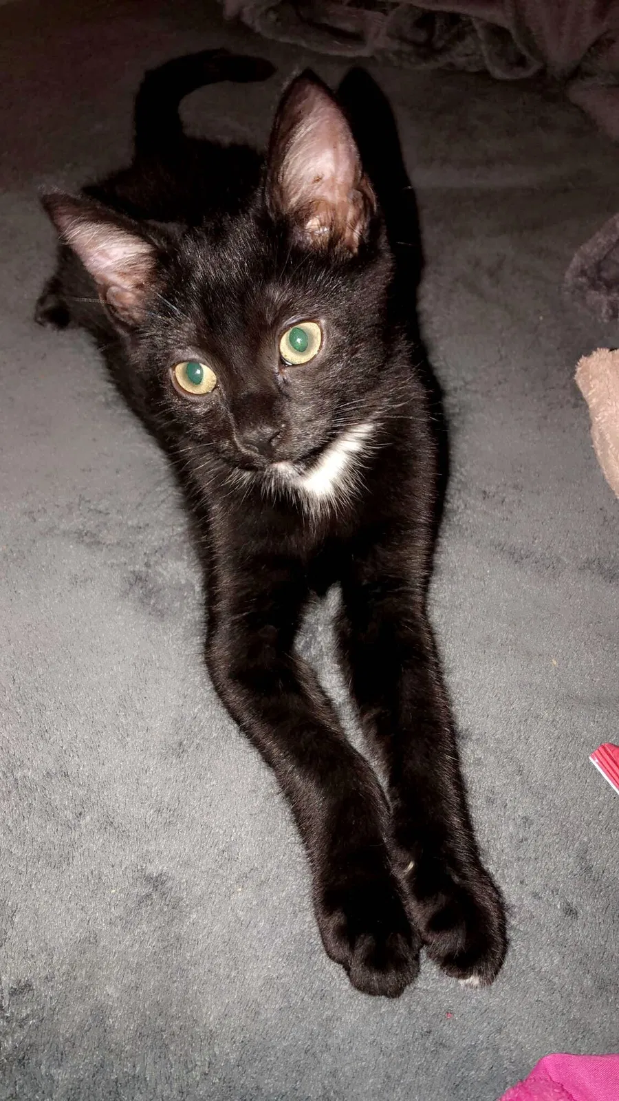 Lost cat in Denver, CO, 80226