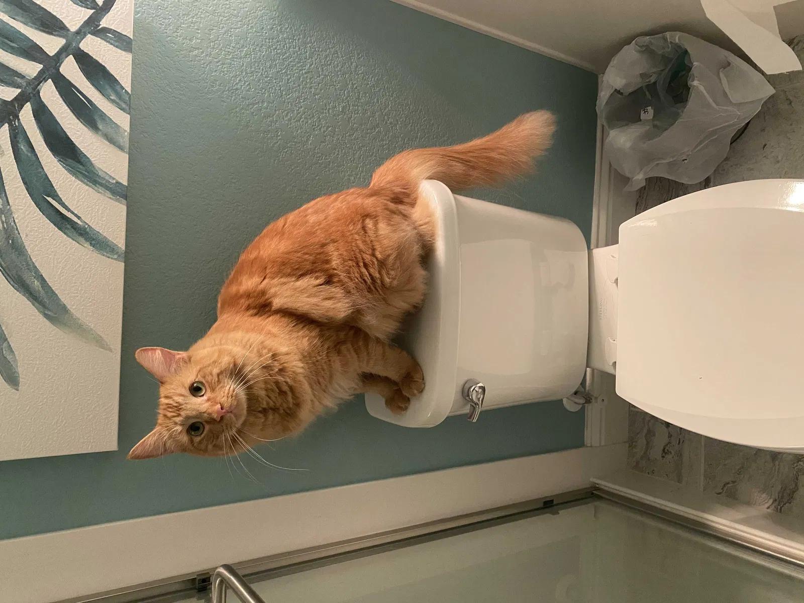 Lost cat in Livermore, CA, 94550