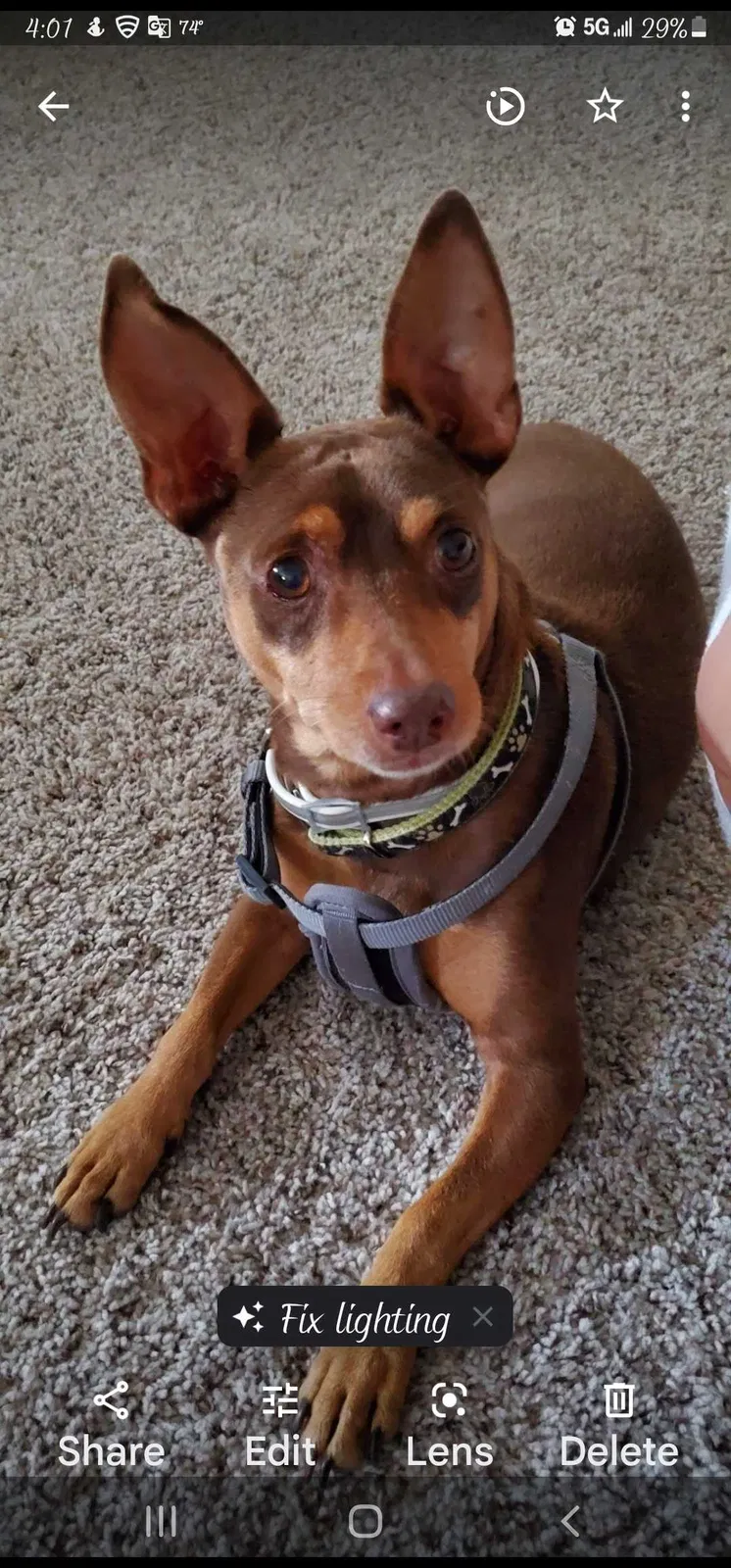 Lost dog in Edinburg, TX, 78541