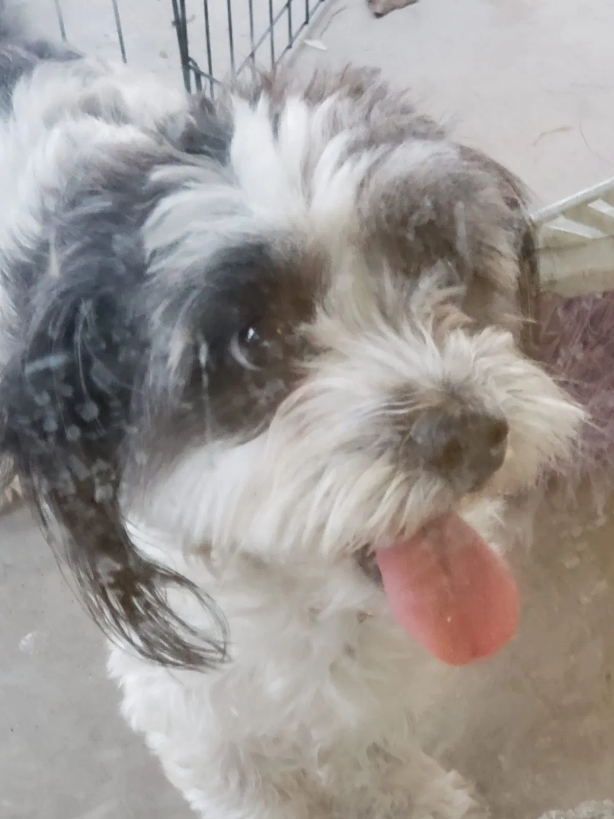 Lost dog in Las Vegas, NV, 89142