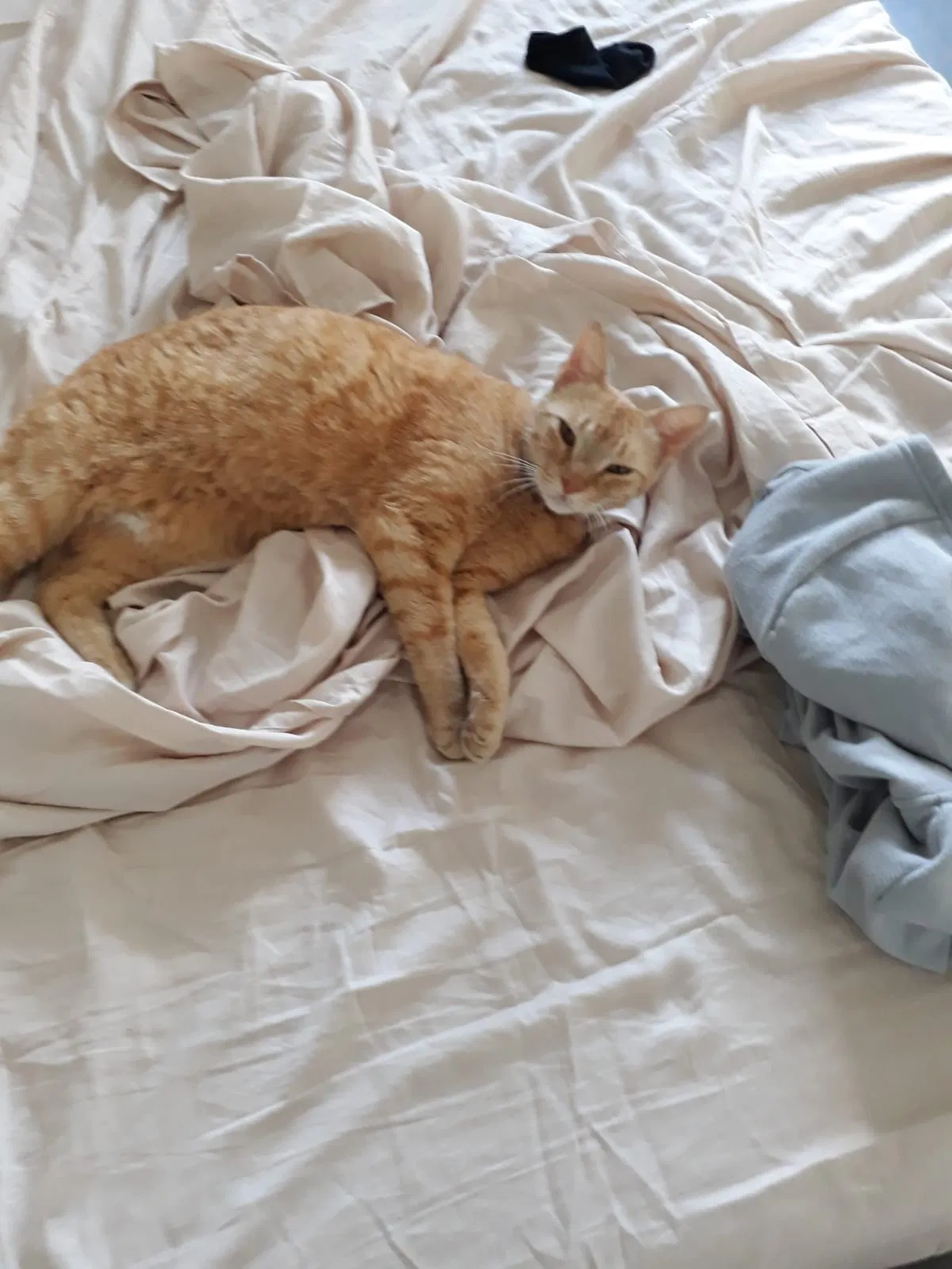 Lost cat in Miami, FL, 33178