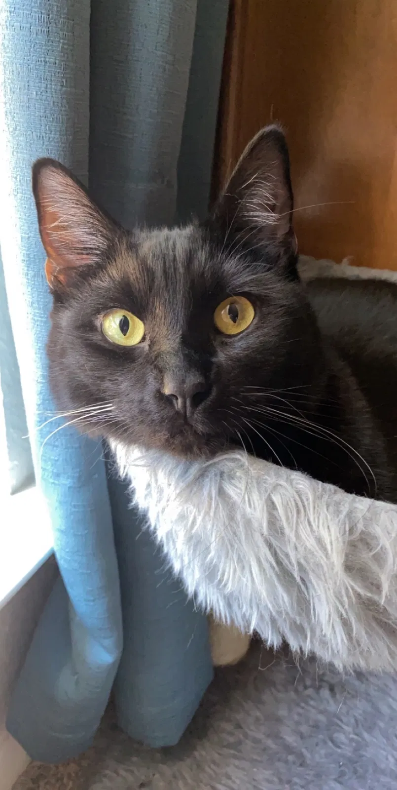 Lost cat in Fort Worth, TX, 76133