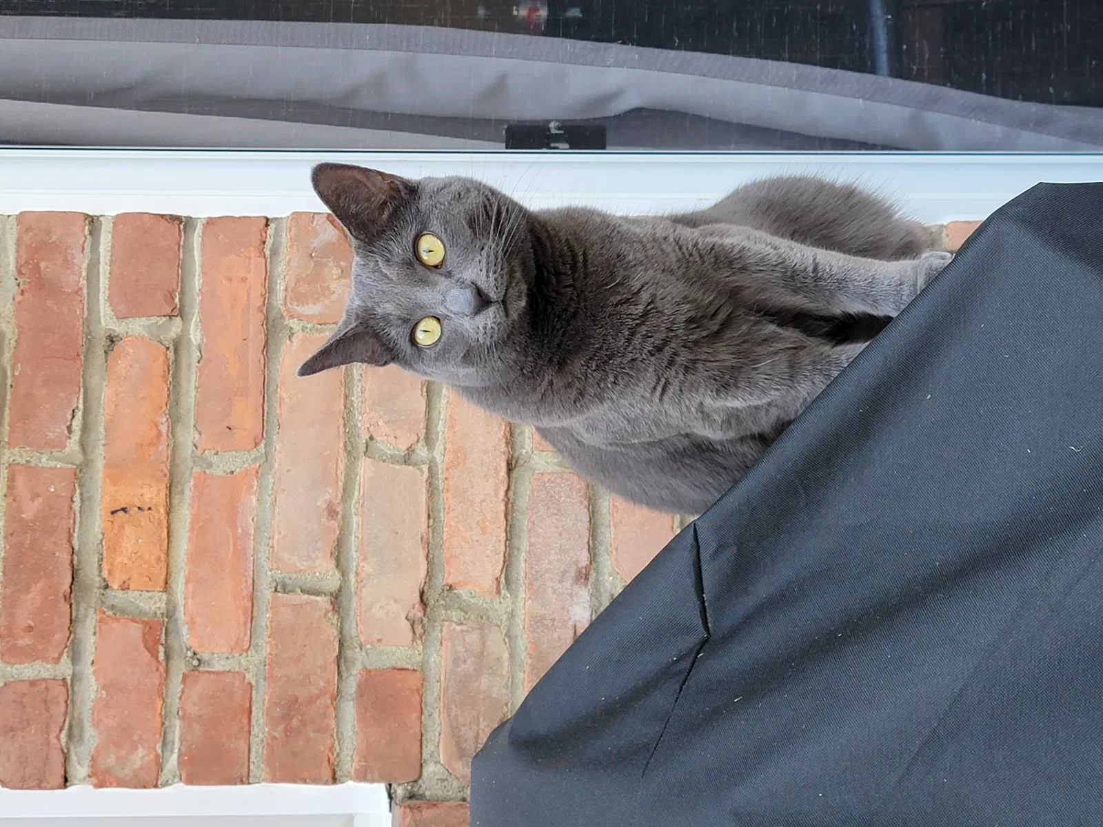 Lost cat in Brookpark, OH, 44142