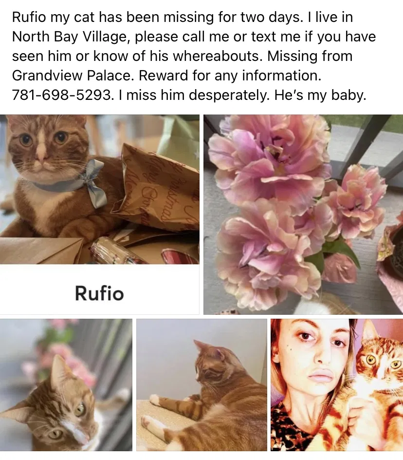 Lost cat in Miami Beach, FL, 33141