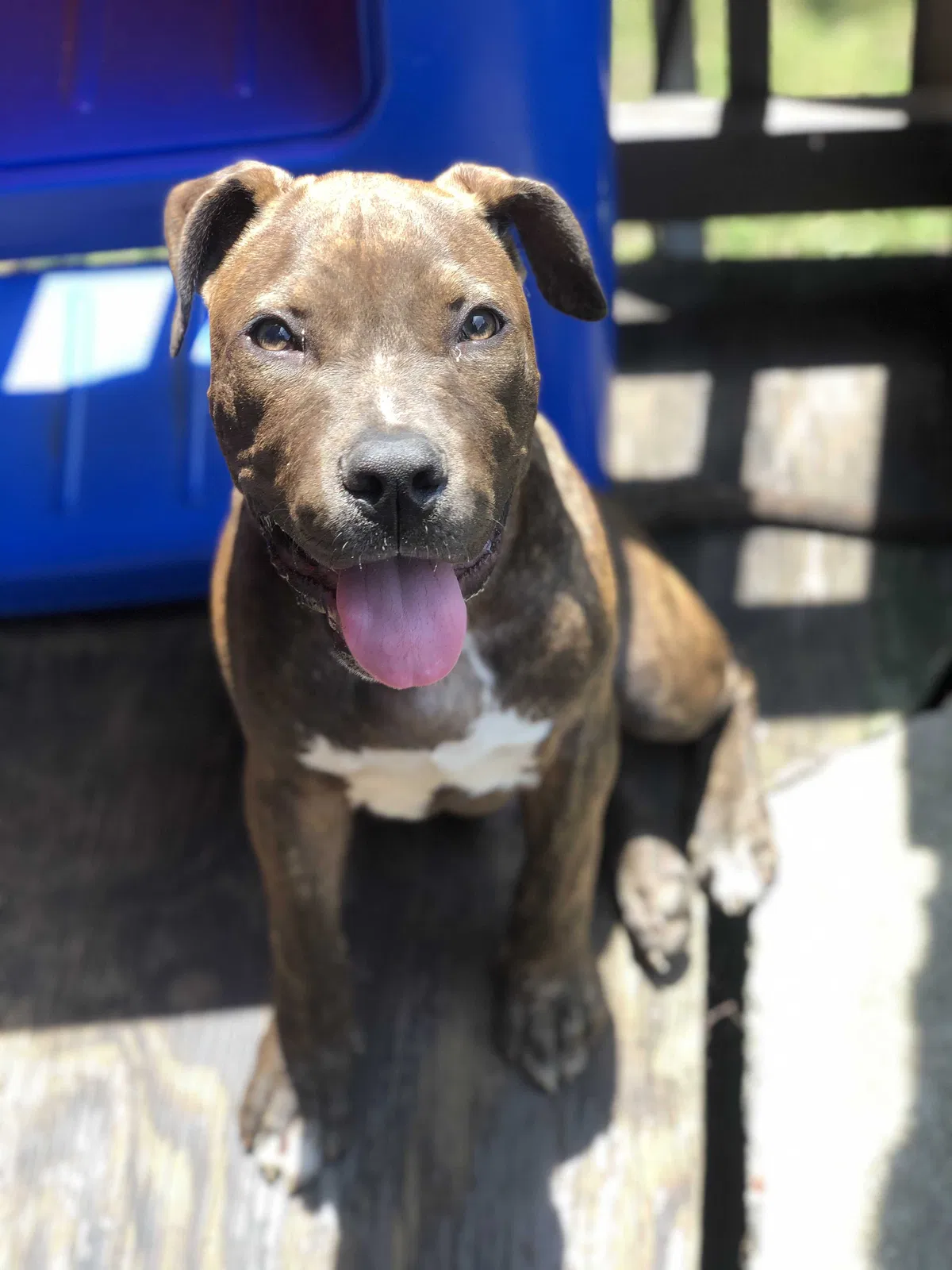 Lost dog in Pittsburgh, PA, 15207