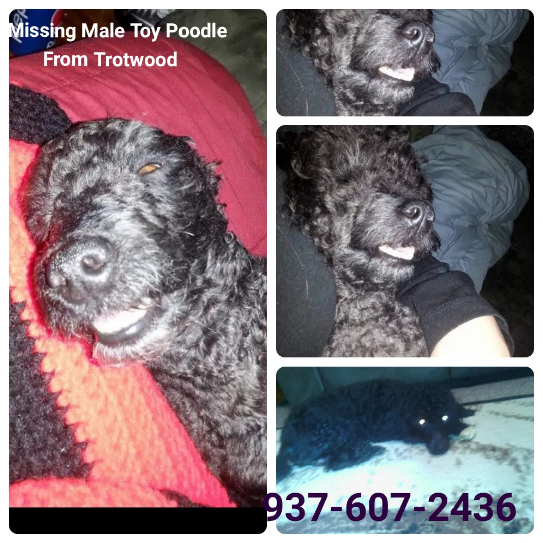 Lost dog in Dayton, OH, 45426