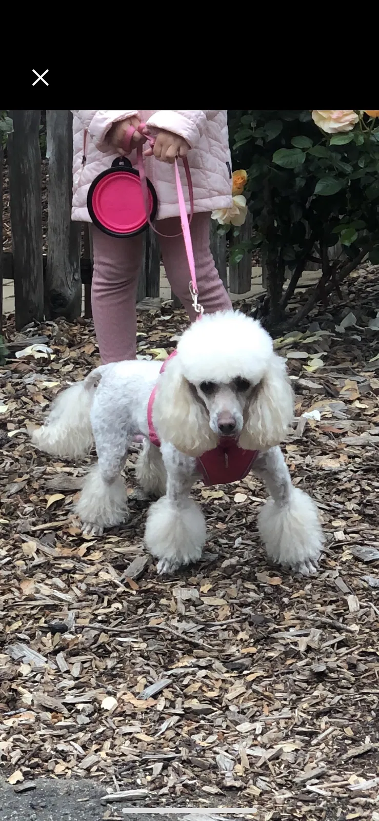 Lost dog in Carmel, CA, 93923