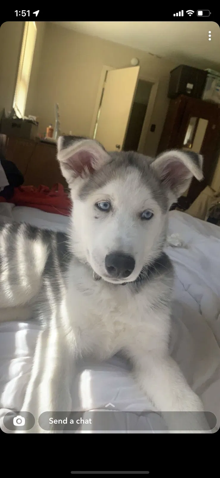 Lost dog in San Antonio, TX, 78201