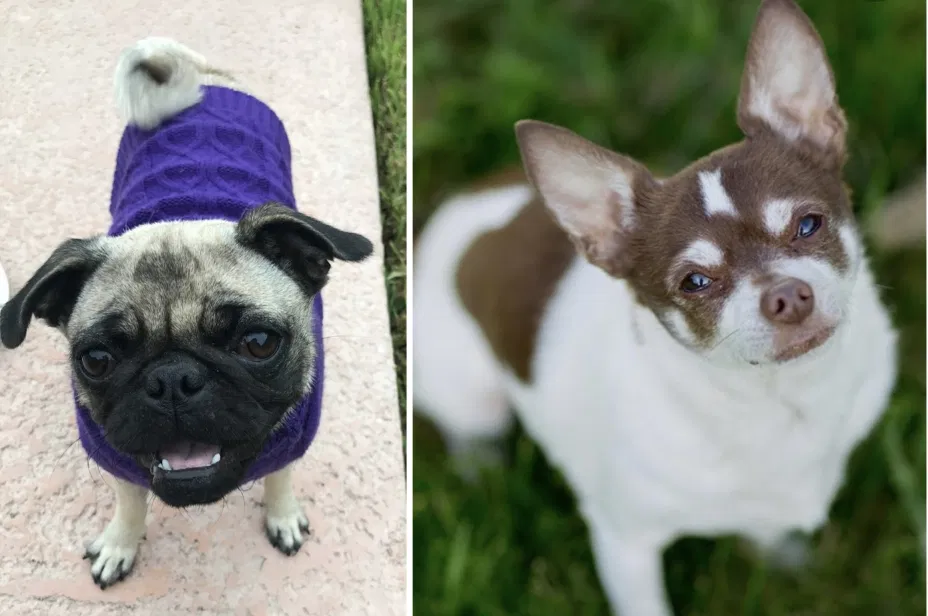 Lost dog in Hidalgo, TX, 78557