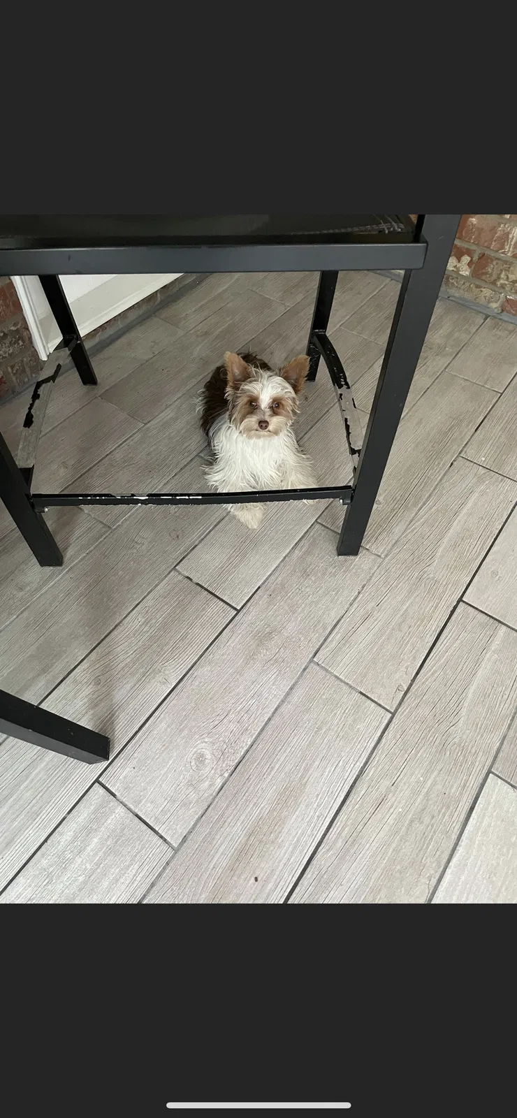 Lost dog in North Augusta, SC, 29860