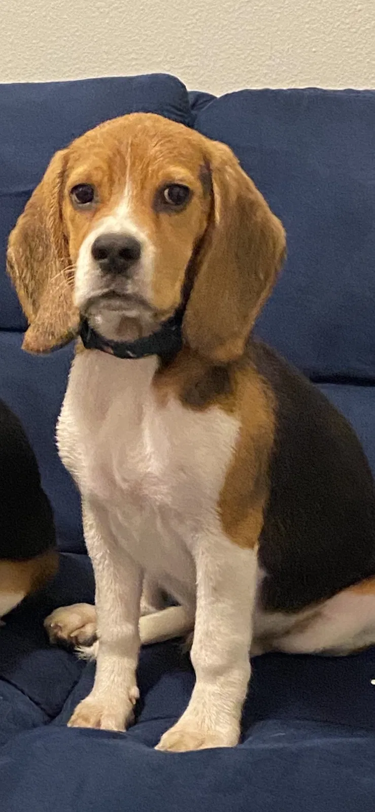 Lost dog in Los Angeles, CA, 90022