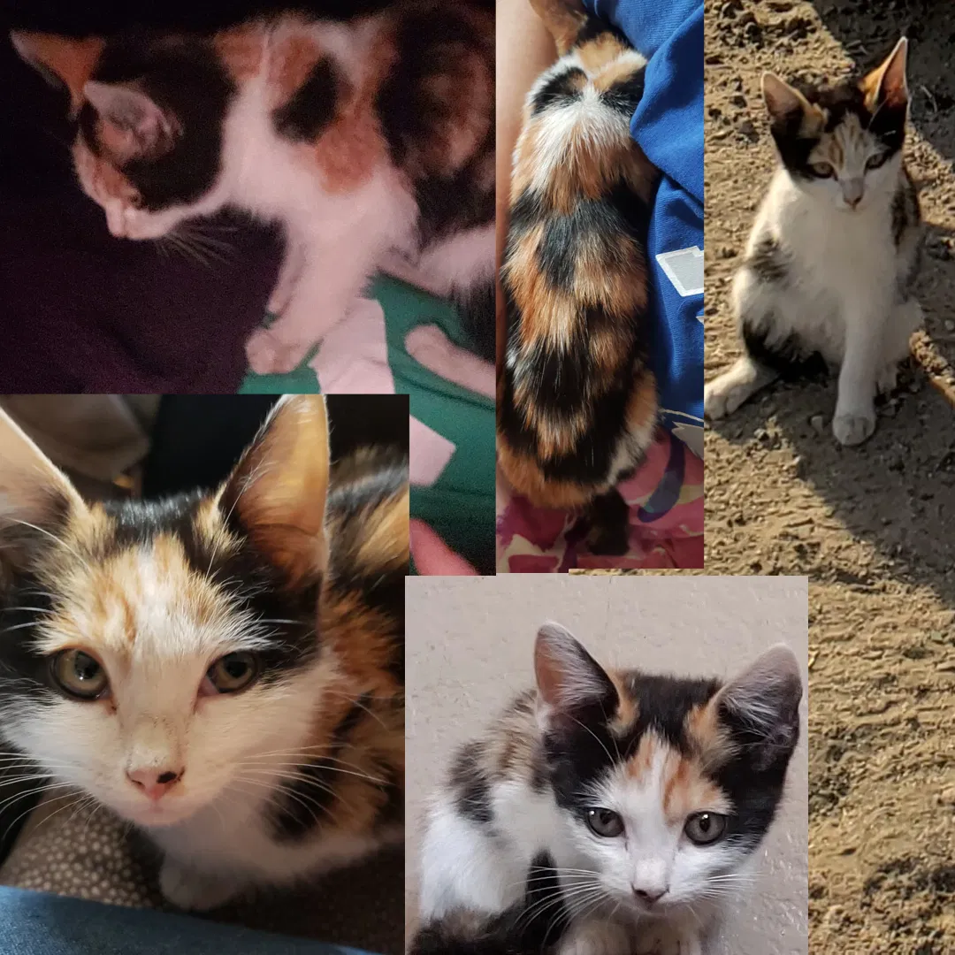 Lost cat in San Bernardino, CA, 92407