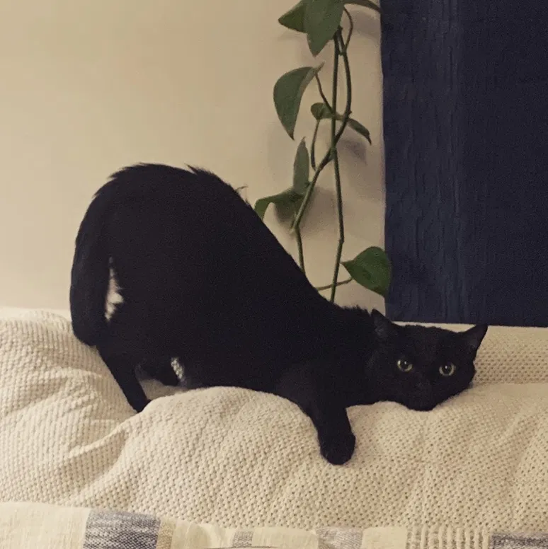 Lost cat in Loveland, OH, 45140
