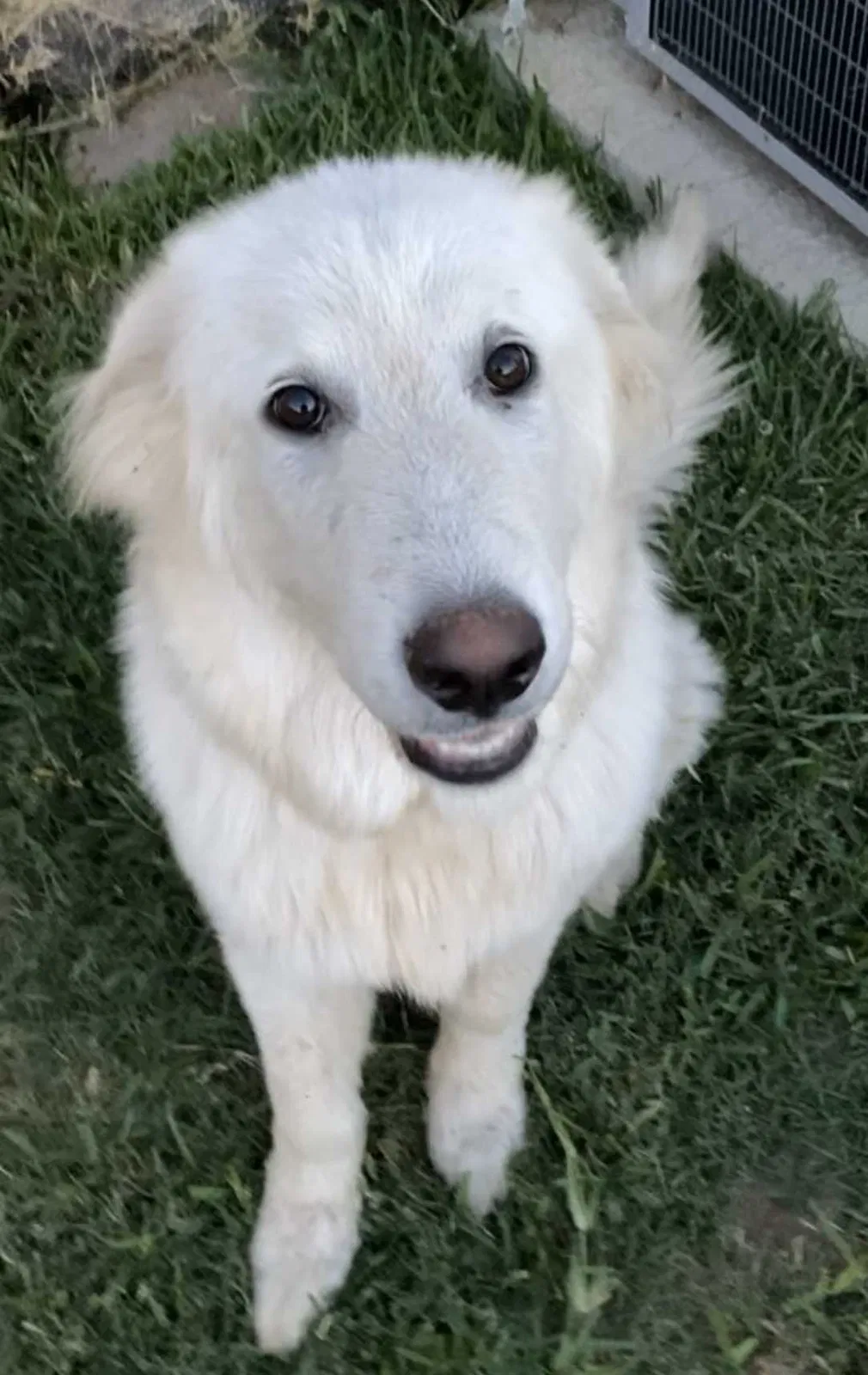 Lost dog in West, TX, 76691