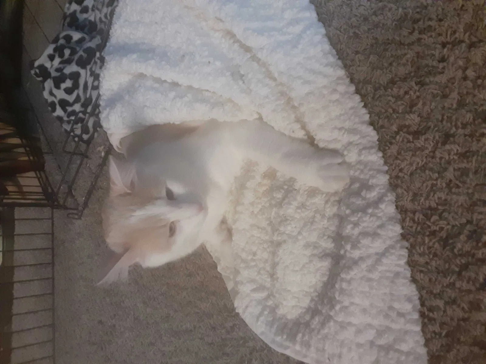 Lost cat in Wellsville, KS, 66092