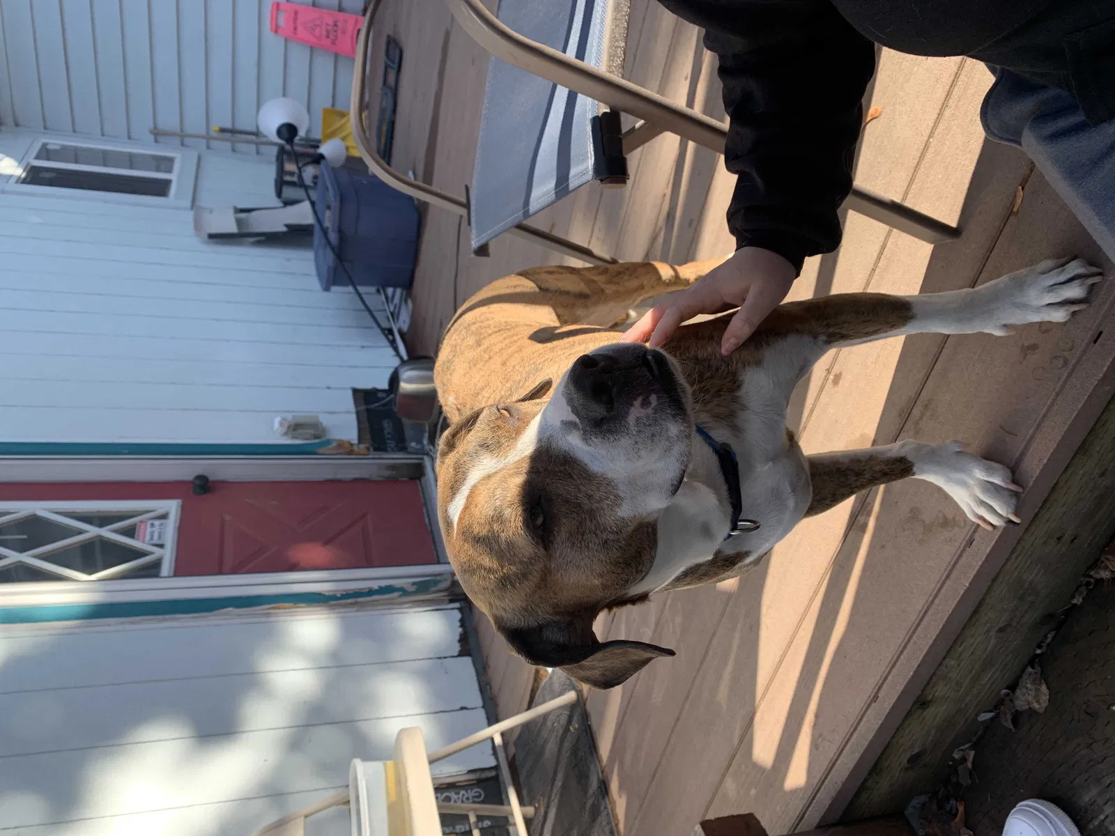 Found dog in Cheney, WA, 99004