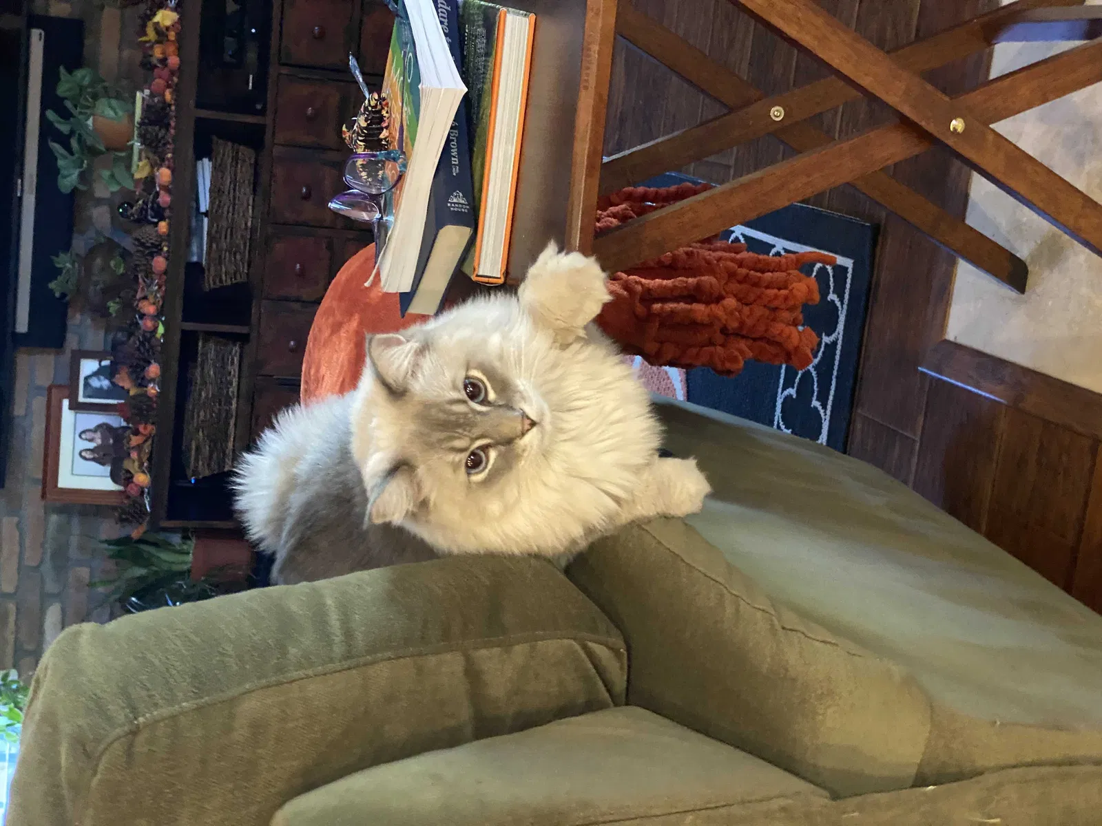Lost cat in Las Vegas, NV, 89149