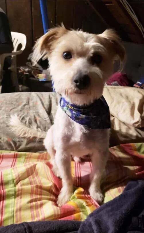 Lost dog in Buffalo, NY, 14211