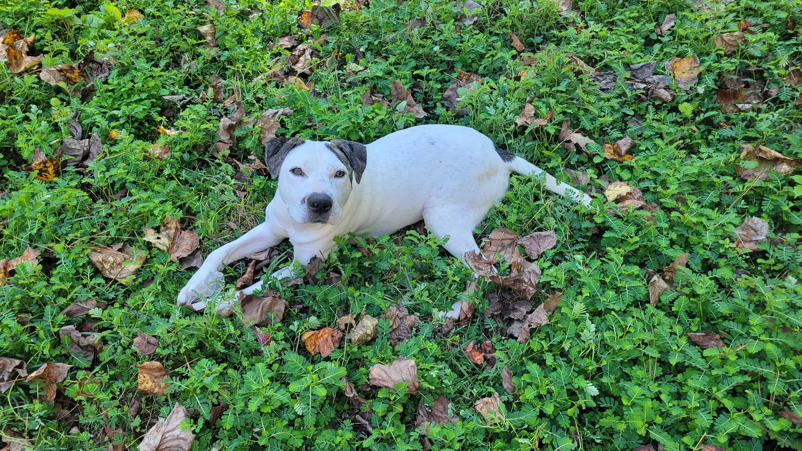 Found dog in Stone Mountain, GA, 30087