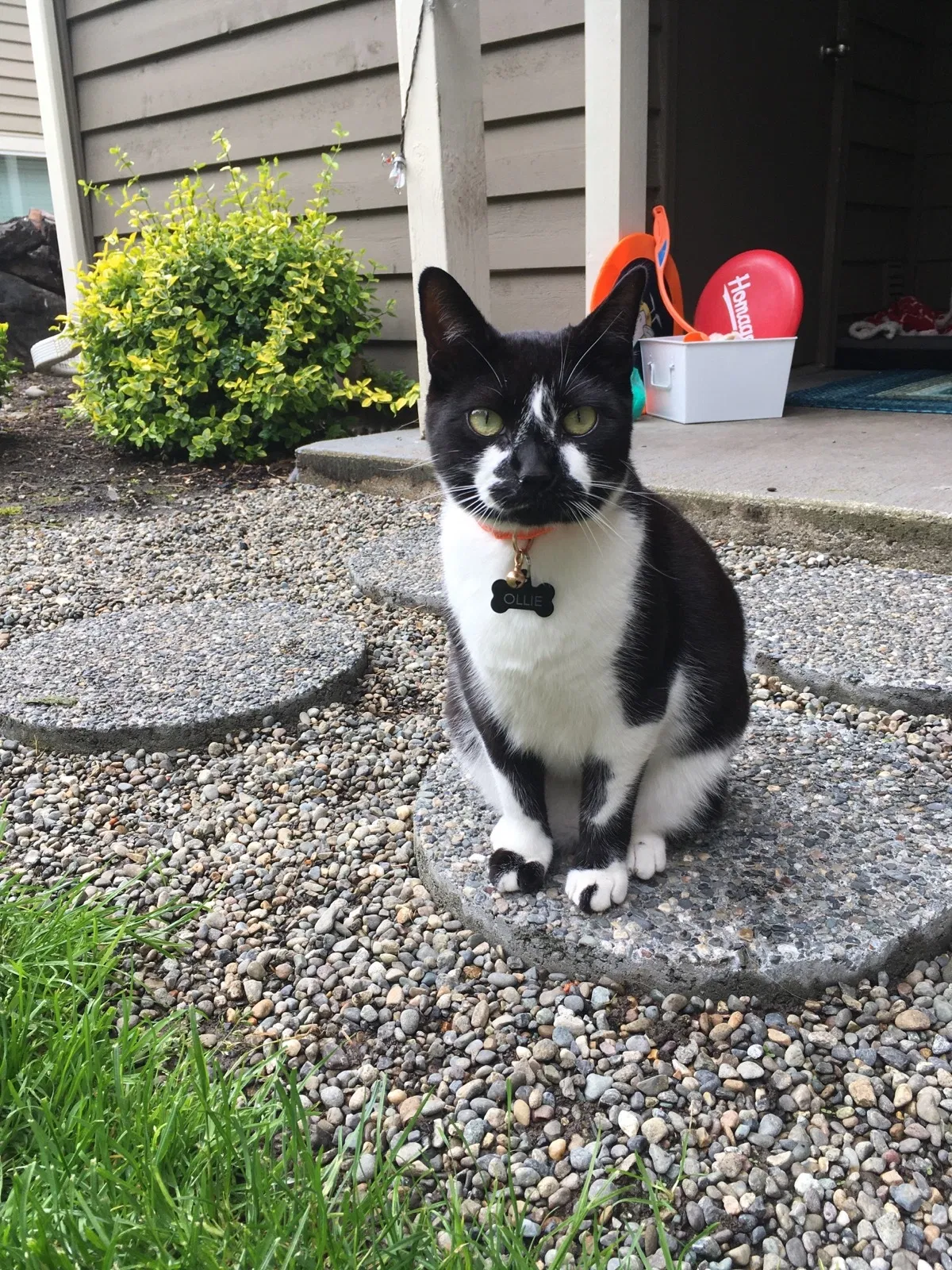 Lost cat in Puyallup, WA, 98375