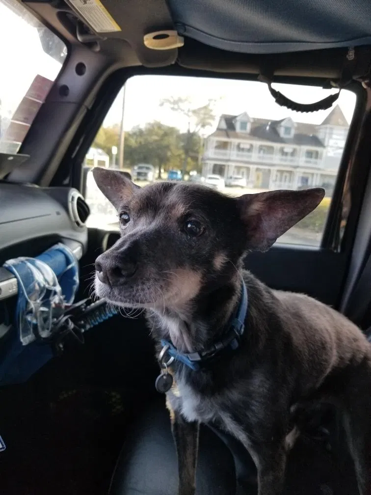 Lost dog in Beaumont, TX, 77708