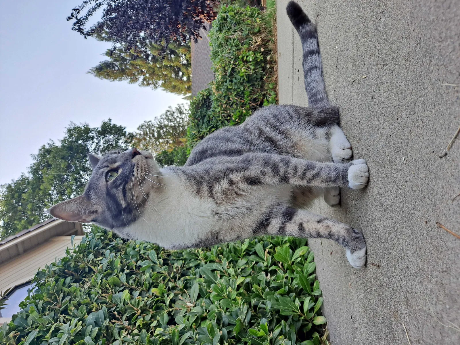 Lost cat in El Dorado Hills, CA, 95762