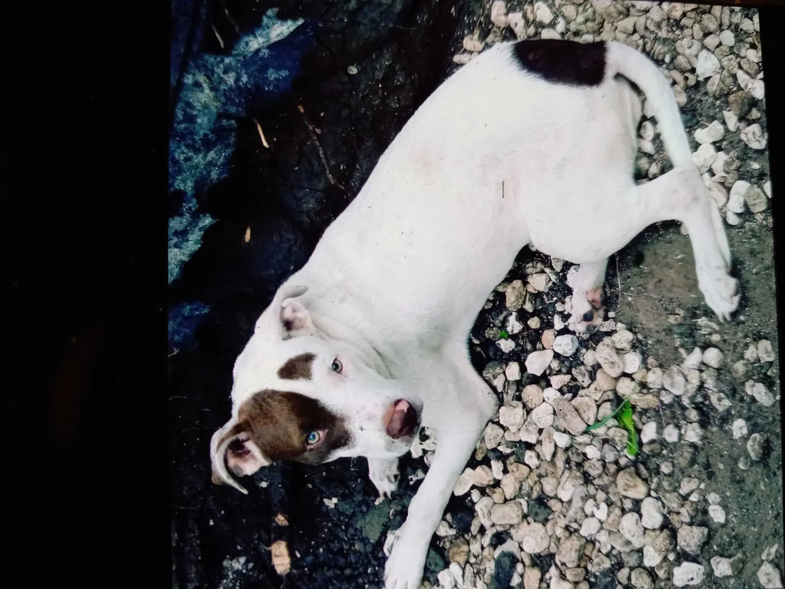 Lost dog in Saint Petersburg, FL, 33705
