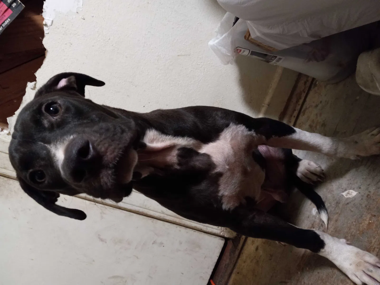 Lost dog in Saint Petersburg, FL, 33705