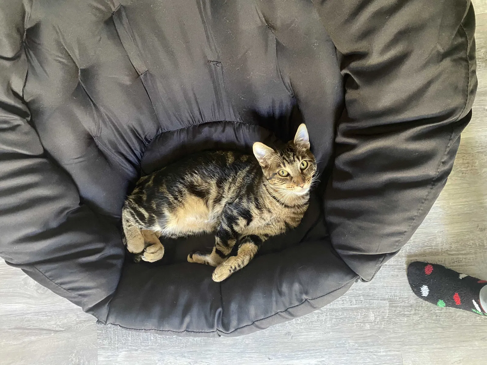Lost cat in Yucaipa, CA, 92399