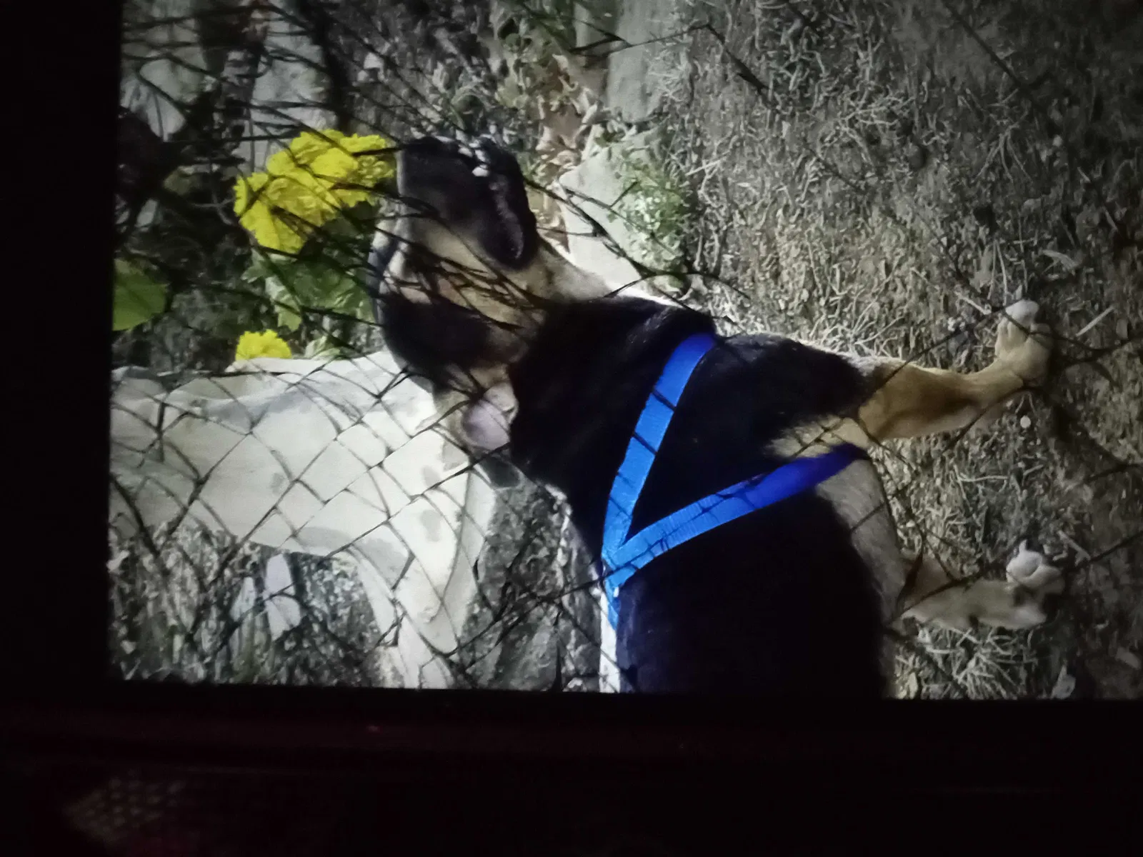 Lost dog in Fort Worth, TX, 76112