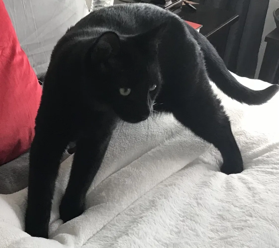 Lost cat in Concord, CA, 94518