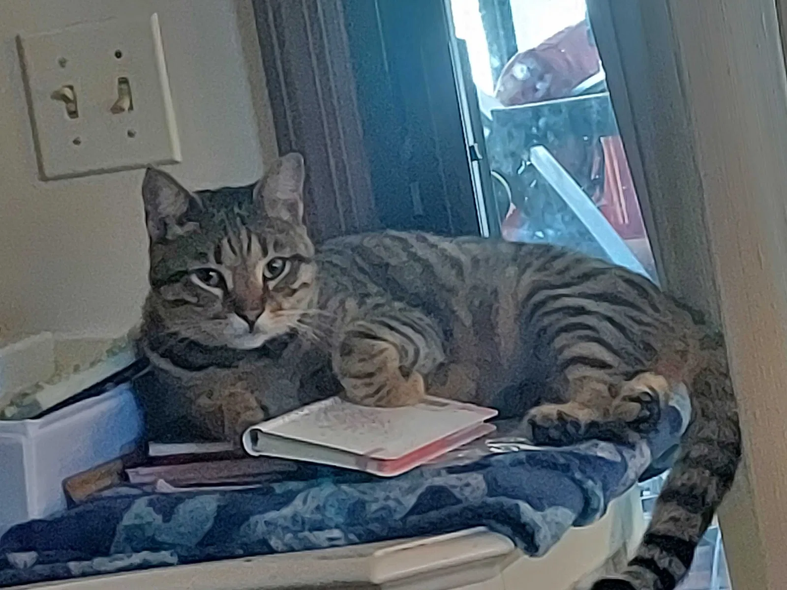 Lost cat in Deltona, FL, 32738