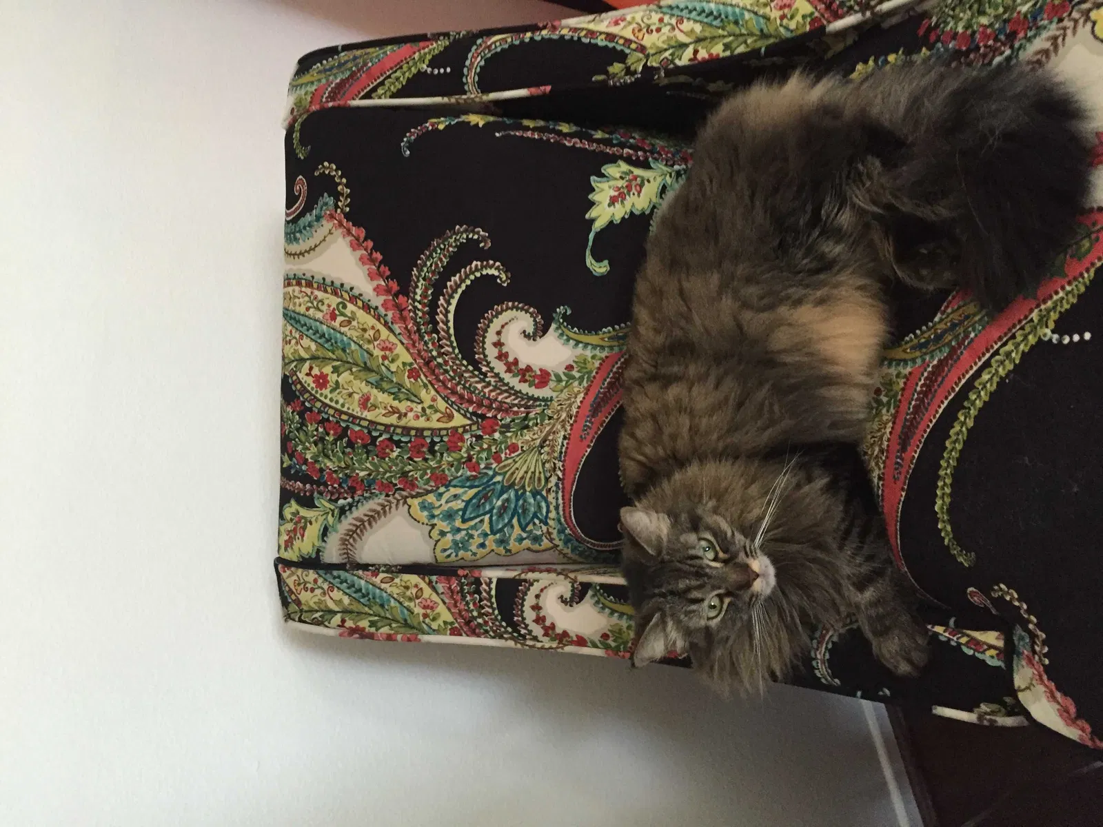 Lost cat in Moreno Valley, CA, 92555