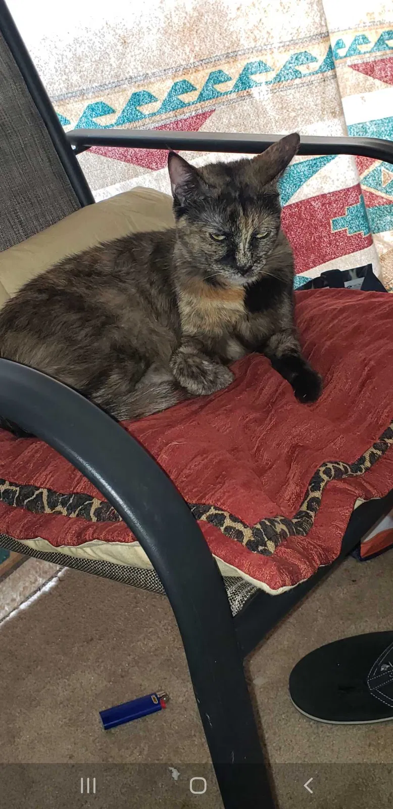 Lost cat in Beaumont, CA, 92223