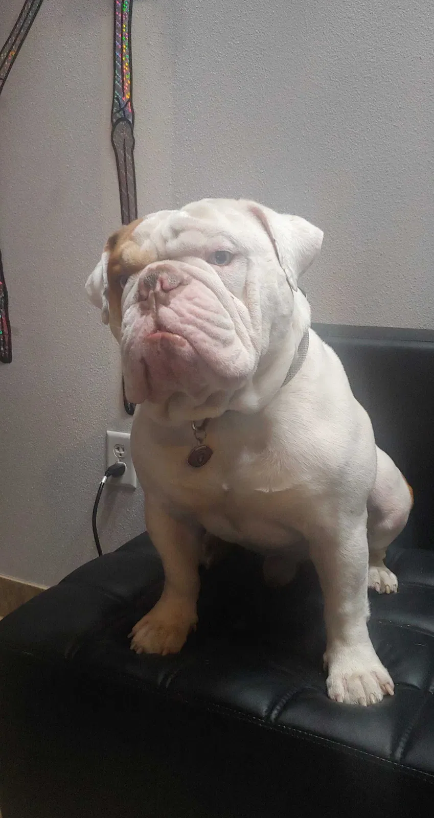 Lost dog in Las Vegas, NV, 89104