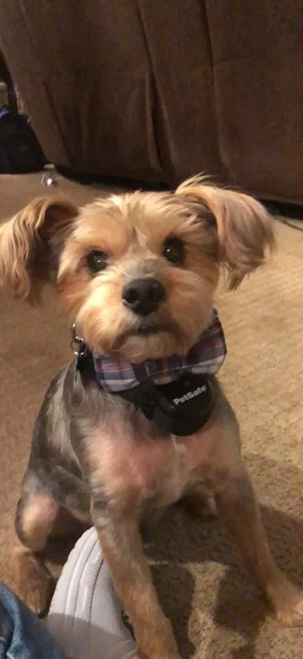 Lost dog in Oklahoma City, OK, 73130