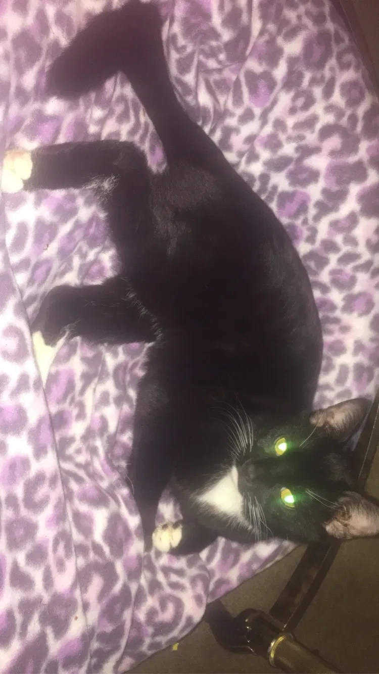 Lost cat in Hamilton, OH, 45011
