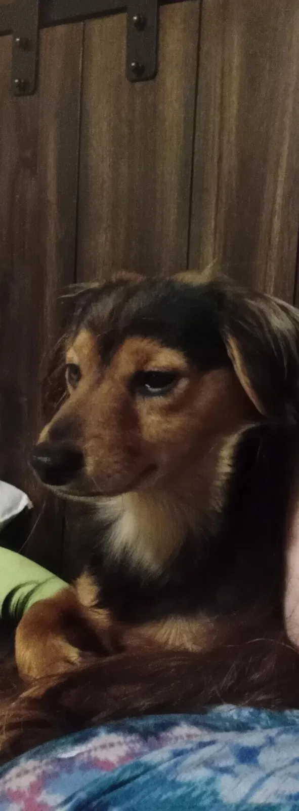 Lost dog in Griffin, GA, 30223